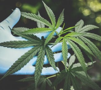 Cannabis plants being inspected