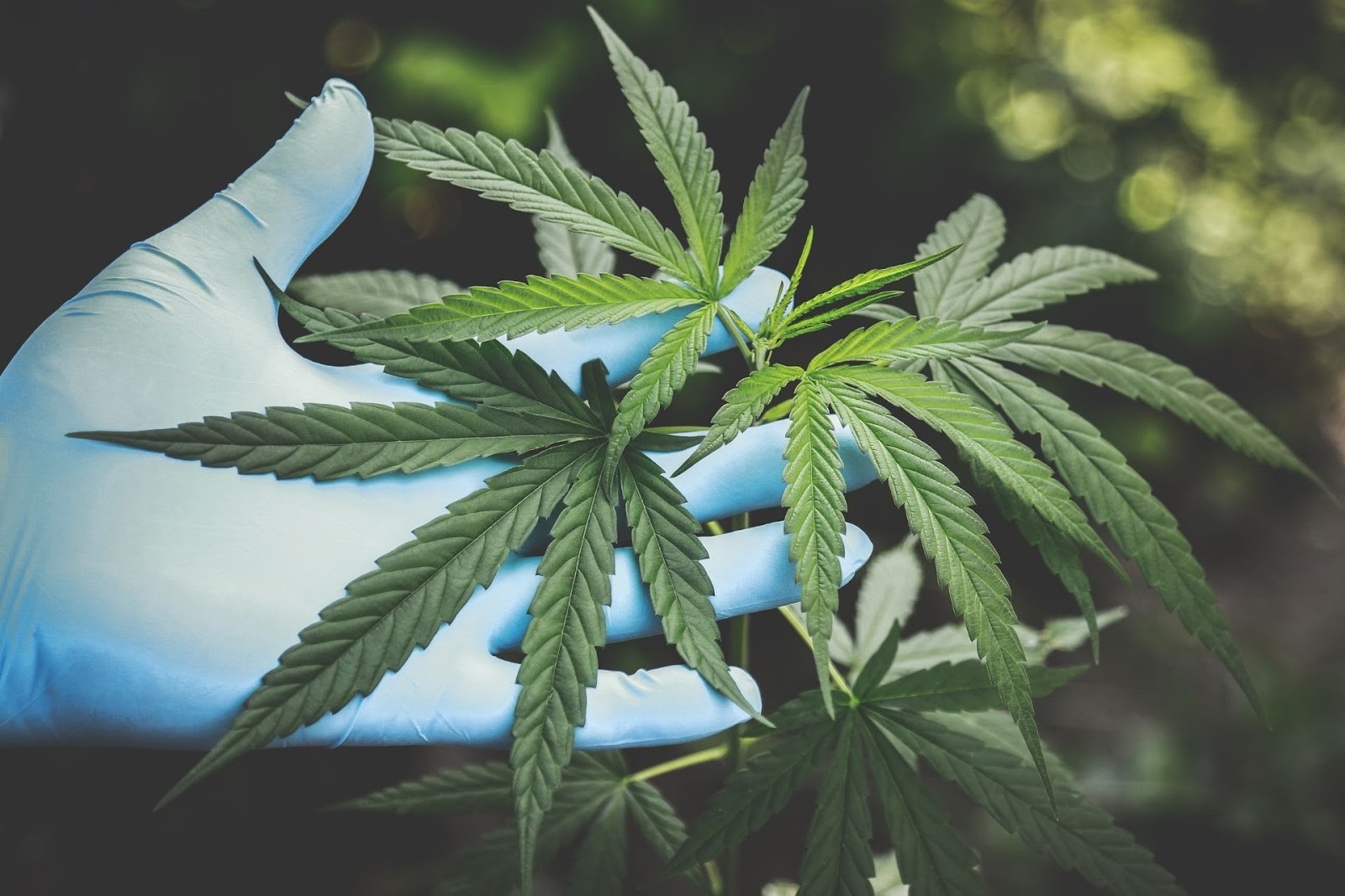 Cannabis plants being inspected